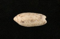 藏品(紫口榧螺)的圖片